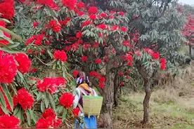 #这个春天来六盘水赏花吧 。从昆明驾车三百多公里，就是为了看你一眼，满山遍野，惊艳到我了。人少景美，藏在深山人不知，你还不快来#满山遍野映山红 #六盘水十里杜鹃 #穿越花海赴春天的约会视频封面