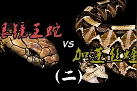 眼镜王蛇vs加蓬咝蝰 终极毒液大对决视频封面