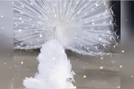  #原来母孔雀也会开屏 白雪皑皑的也太好看了吧！果然各有各的美~ #娱乐评论大赏 视频封面