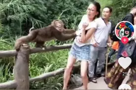 表情包，里面的猴子视频封面