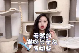 猫咪情绪调节剂你知道哪些？天花板级别的猫薄荷你给猫咪尝试过吗视频封面