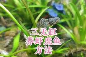 三无缸怎么养虾虎鱼？无过滤不打氧，古法生态养虾虎鱼的方法要点视频封面