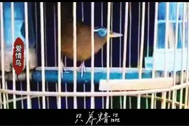 母画眉鸟叫声，电报骚声，生头、老山、落性，必备开口秘诀。#画眉鸟 #爱护大自然保护野生动物 #母画眉鸟视频封面