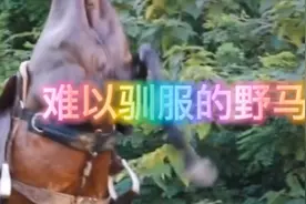 美女厉害，美女驯服野马视频封面