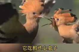 在海南见到我不要再喊我啄木鸟啦！我叫戴胜#保护环境  #海南  #鸟  #科普视频封面