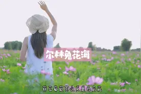 600花海，可以说是榆林附近最大、花卉最丰富的花海了视频封面