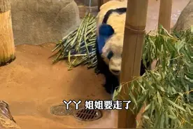 丫丫回国细节披露，由美国联邦快递送达上海浦东国际机场#大熊猫丫丫视频封面