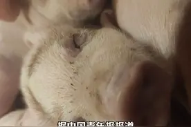 养猪场招人研究生年薪18万起视频封面