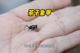 #好样说虫子 茶子象甲，吃油茶树的一种小甲虫。视频封面