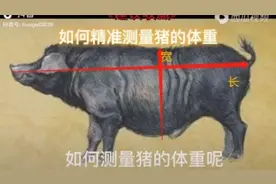 计算猪的重量视频封面