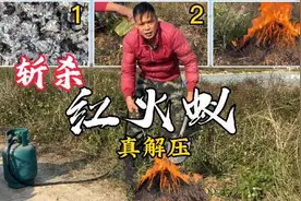 小伙斩杀红火蚁有一套，三种方案样样高效灭杀，简直太解压了