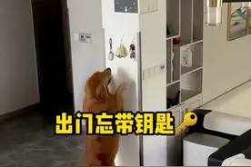 主人出门接娃忘带钥匙，狗子的这波操作也太赞了👍视频封面