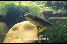 育儿故事《三条鱼》视频封面