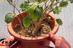 茉莉花枯萎不要急着扔还能救活，老花农倾囊相授方法，很快恢复视频封面