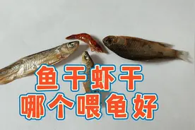 小鱼干和虾干哪个喂乌龟好？鱼虾喂龟的优缺点，虾干喂龟正确方法视频封面