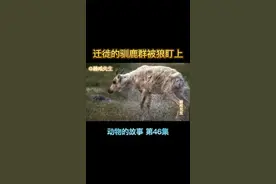 迁徙的驯鹿被狼盯上了，这是一个悲伤的故事#动物世界 #保护动物 视频封面