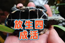 家养乌龟放生不能活？那是没掌握正确方法，草龟放生新手指南教程视频封面