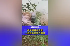 #扬子鳄 捕杀#白鹭 ，一击致命外加#死亡翻滚 #动物 视频封面