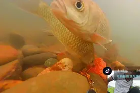 水下超清鱼吃食全过程，百年一见视频封面