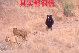 熊：刚才我有点冲动了！视频封面