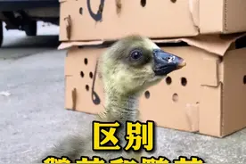 #鹅苗 #鹅苗 #麻鹅苗 #灰鹅 #鸭苗 #正能量分享 #三农 #养殖 #抖音助农 @抖音短视频 #贵州 #毕节 #六盘水 #安顺 #四川 #重庆 #成都 #凯里 #遵义 #铜仁 #都匀 #贵阳 #黔东南 #黔西南 #白云区 