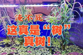 鱼缸里种树，是真的！什么树能在水里生长淹不死？试试植物大熊猫视频封面