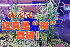 鱼缸里种树，是真的！什么树能在水里生长淹不死？试试植物大熊猫视频封面