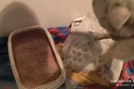 猫猫尿闭了！导尿完还是不会尿需要人轻轻的挤压膀胱！视频封面