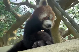 沉浸式投喂小熊猫。小熊猫吃苹果。#小熊猫吃苹果 #小熊猫视频封面