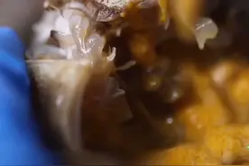 死了的河蟹，不管死多久最好都不要食用！#三农小知识 #科普 @抖音青少年视频封面