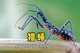 #好样说虫子 嘴巴像匕首一样的虫子，猎蝽！视频封面