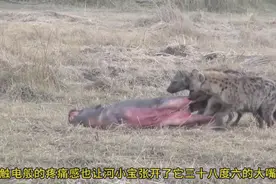 河小宝被嘎荔枝，彭彭的皮裤被撕坏#神奇动物在抖音 #动物世界视频封面