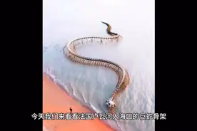 法国一河流入海囗惊现130米巨蛇骨架 竟是一中国艺术家的作品视频封面