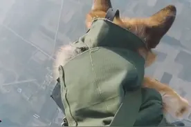 空降 #军犬“叮当”，可以和空降兵一起完成千米高空跳伞的勇敢战士！ #政媒原创作者联盟  #不负春光努力向前视频封面