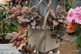 想养多肉老桩？徒长的多肉就可以，用对方法，轻松变成悬崖桩！视频封面