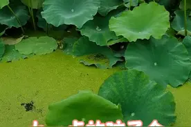 #反复发热#退热 #孩子发热不同阶段护理#护理视频封面