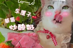 厨猫：车厘子草莓炒酸奶出摊啦!!#这届年轻人用车厘子恋爱 #自制饮品 #治愈系美食 #炒酸奶 #会做饭的猫视频封面