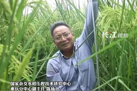 #2米高的巨型稻在重庆试种成功 袁隆平爷爷再也不用担心我们饿肚子了，他的禾下乘凉梦成真了！视频封面