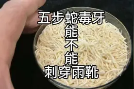 五步蛇毒牙能不能刺穿雨靴？#五步蛇 #毒牙