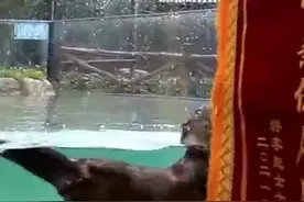 水獭帮游客水池捞手机获赠锦旗视频封面