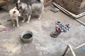 土狗配二哈生出的仔会是怎样的#不可思议的画面：场面太离谱视频封面