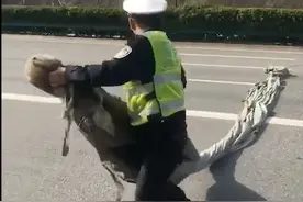 22日，连霍高速一位高速交警在车流中捡回货车掉落篷布，愿每一次巡逻都平安归来！#高速交警视频封面