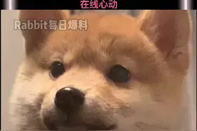 没有通过警犬考试的落榜狗狗竟然要被拍卖！但是要注意有些话狗子听不得！视频封面