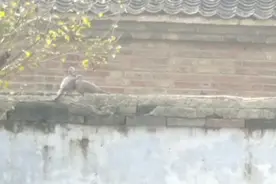 鸟儿交配，原来就是这么简单啊。这老斑鸠有人认识嘛？视频封面