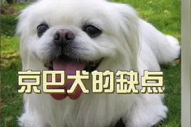 京巴犬的缺点视频封面