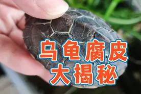 乌龟腐皮真正原因，到底什么原因造成草龟腐甲？乌龟腐甲处理方法视频封面