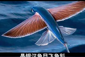 海里的小飞侠——飞鱼#海洋生物 #神奇动物在抖音 #涨知识 #科普视频封面