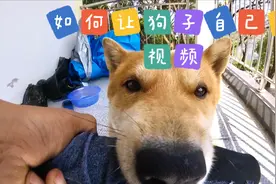 快去教你家狗子自己拍视频#中华田园犬的旅行