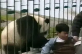 熊猫不只是呆萌，也有凶狠的一面。野生大熊猫战斗力惊人！视频封面