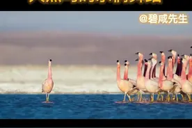 火烈鸟的求偶舞蹈#动物世界 #神奇动物在抖音 视频封面